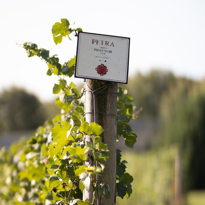 PetraBerba-3032 vinograd - tabla